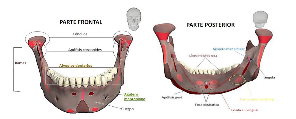 Diseño de prótesis en 3D
